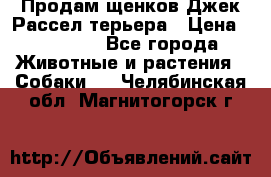 Продам щенков Джек Рассел терьера › Цена ­ 25 000 - Все города Животные и растения » Собаки   . Челябинская обл.,Магнитогорск г.